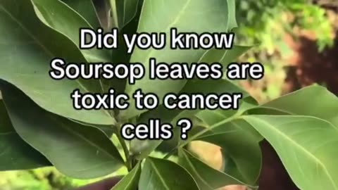 “The soursop plant produces acetogenins that exhibit cytotoxic activity against bad cells.”