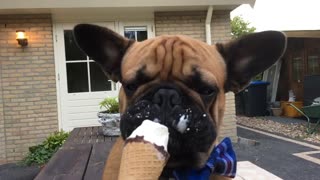 Slow motion french bulldog licking a ice cream
