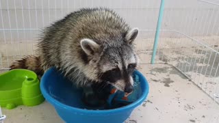 Tidy raccoon decides to do his own laundry