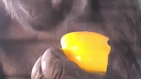 Lady gorilla enjoy vegitables