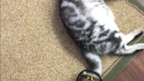 Cats Are So Funny TikTok Clips