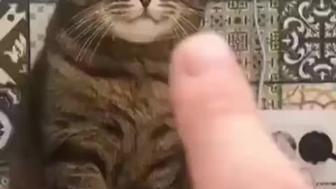 Trying to discipline your Cat 2021