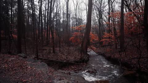 Relaxing Walk in Thunderstorm, Binaural Rain and Nature Sounds for Sleep and Study | 4k ASMR