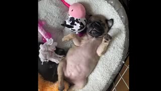 Puppy pug suckling in sleep