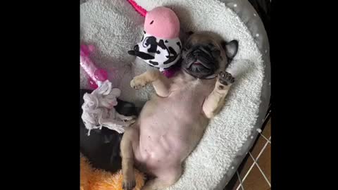 Puppy pug suckling in sleep