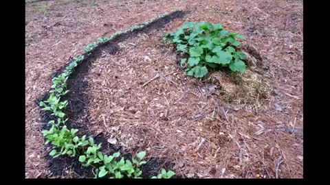 Wood Chip Gardening