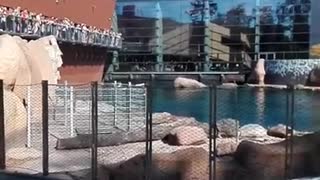 Seal/Sea Lion Feeding at the Wroclaw Zoo 2