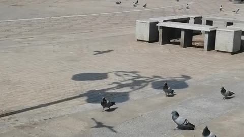 Madina pigeons, beautiful pigeons of madina Saudi Arabia, snnnature #shorts