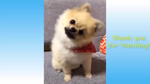 Cute Pets Funny Animals Cat & Dog Volume 1