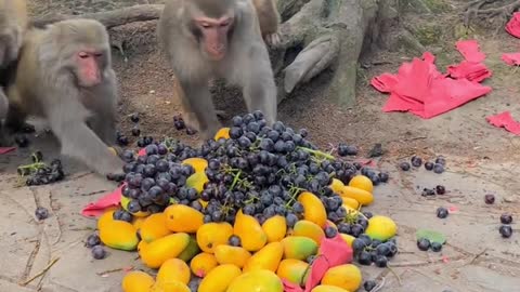 Monkeys eat mangoes.