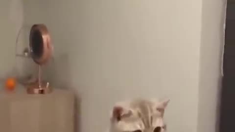 Funny moments of cat and dog