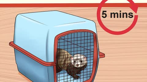 Train your ferret not to bite - Tips