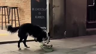 Skater Dog Tries Out Some New tricks