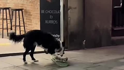 Skater Dog Tries Out Some New tricks