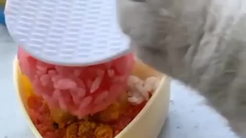 Cute Cats Are Good at Cooking - Let's Open Together