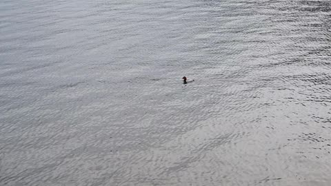 Birds floating on the Han River