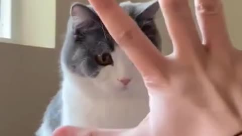 Funny cat video | Cute Cat