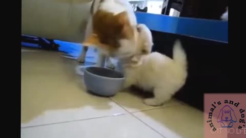 Funny dog's and funny cat's funny moments