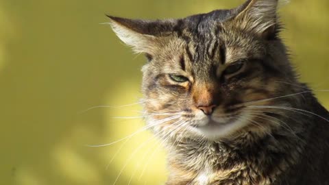 Video Of A Tabby Cat