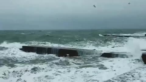 Seagull waves sea and my mood.