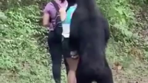 Bear encounter in Mexico