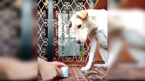 #Cutest & Funniest #Dogs & #Cats try not to laugh 😂😂🤣🤣🔥🔥
