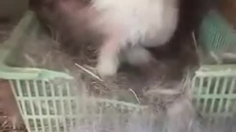 Mama Rabbit Giving Birth Live In A Farm 2022