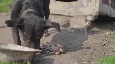 Dog on chain eating bone near the doghouse