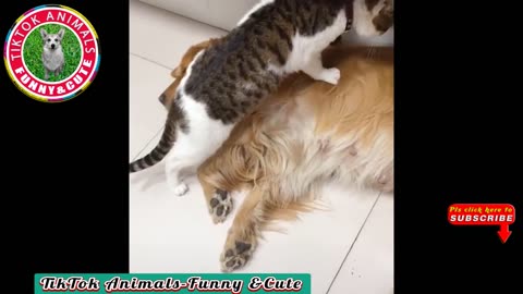 🐒🐦TikTok Animals-Funny and Cute - Animal Video __ TikTok Animals-Funny and Cute Channel.