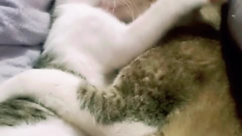 cute cat loves her kittens ! #funny #cats #animals