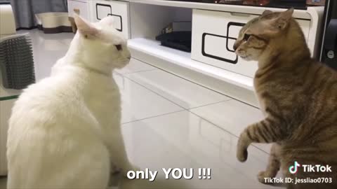 Cats talking these cats can speak english better than human_15