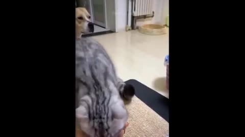 Funniest Animals - Best Of The 2021 Funny Animal Videos