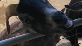 Feeding a goat for the first time!