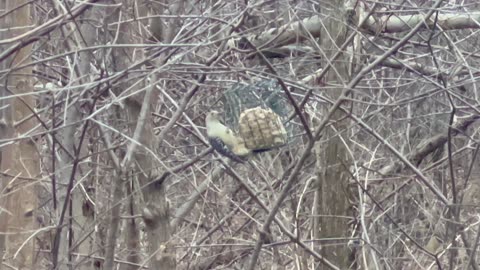 Beautiful Red-Bellied female woodpecker feeding