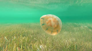 No Sting Jellyfish on Kakaban Island