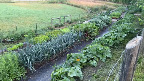 Summer Abundance in the Kitchen Garden! (Early morning tour!)