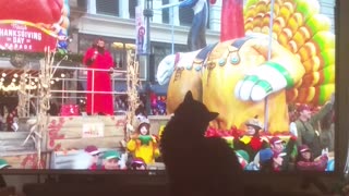 Rescue Kitten Enjoys 1st Thanksgiving Waving to Parade Crowd