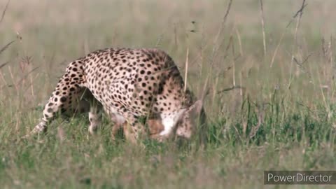 Cheetah running movement