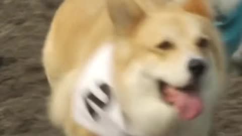 Corgi racing