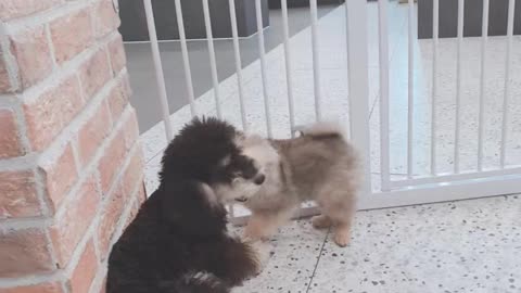 Two cute and adorable puppies