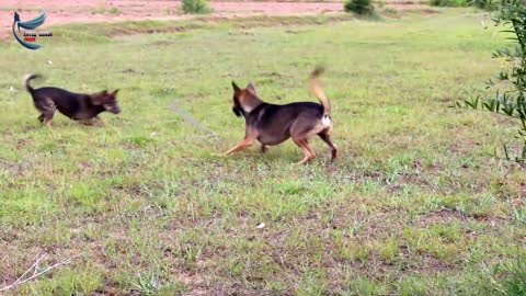 Snake vs Dog - Smart Dogs Bite Vicious Snake watch till end