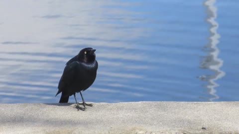 A beautiful black bird sings in a wonderful voice on the edge of a pond