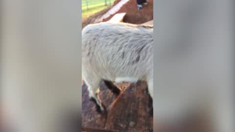 Farmer Shocked To Find His Goat Trying To Speak