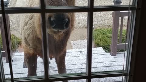 Sammy the Elk Pays a Visit