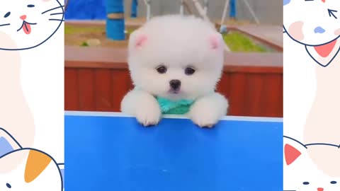 Cute puppy 😍