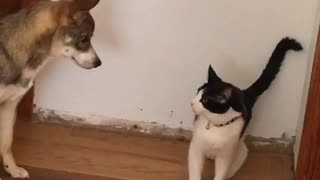 Black and white cat fighting with shiba