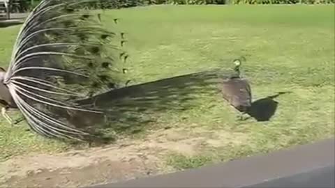 Peacock dance in rain amazing videos