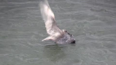 Seal Attacked By Seagull