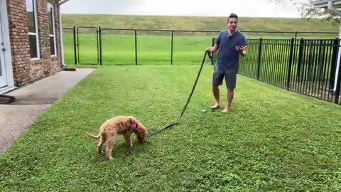 Training video dog