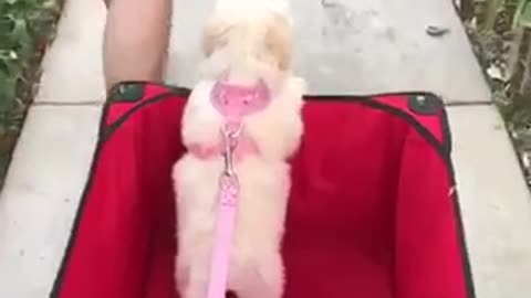 Small white dog rides in red wagon